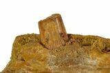 Crocodilian Upper Jaw (Skull) Section - Kem Kem Beds, Morocco #145800-10